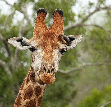 At Mala Mala game reserve