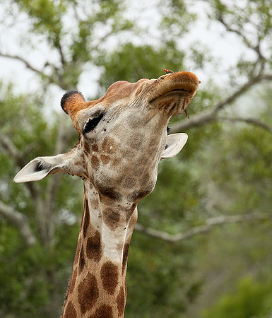 At Mala Mala game reserve