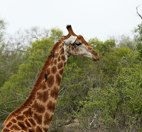 At Mala Mala game reserve