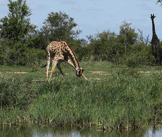 At Sabi Sand