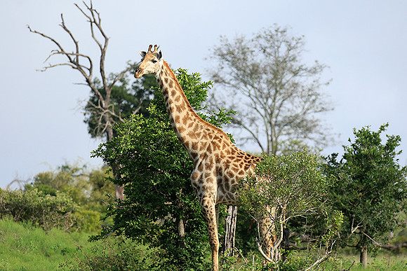 At Londolozi