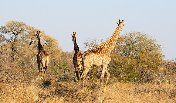 At Timbavati game reserve