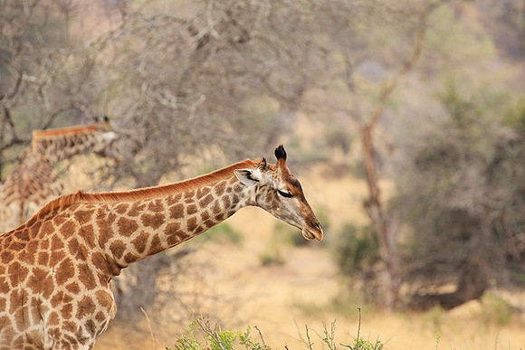At Kruger NP