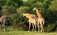 At Lion Sands