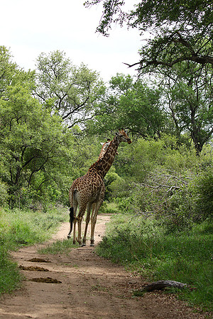 Giraffes Soudan - Mala Mala