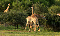 At Lion Sands