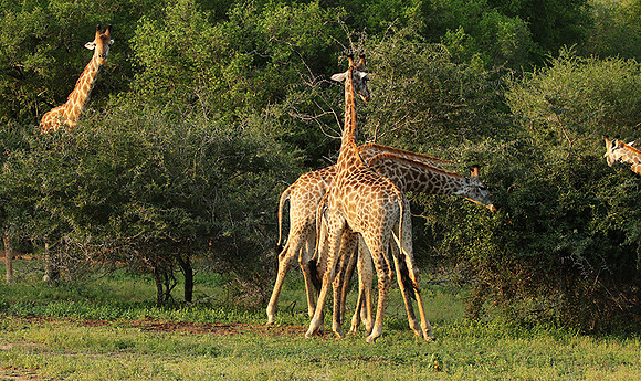 At Lion Sands