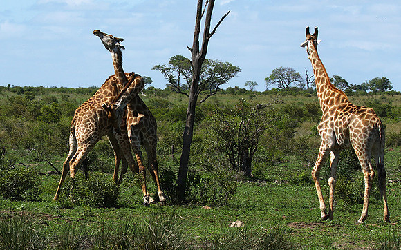 At Sabi Sand