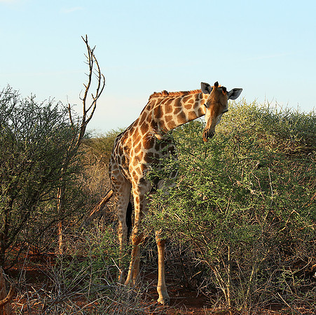 At Madikwe game reserve