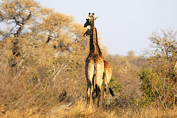 At Timbavati game reserve