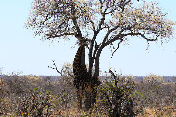 At Timbavati game reserve