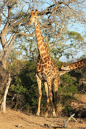 At Timbavati game reserve
