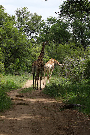 Giraffes Soudan - Mala Mala