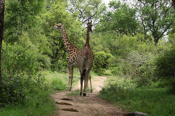 Giraffes Soudan - Mala Mala