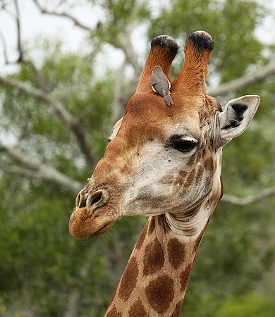 At Mala Mala game reserve