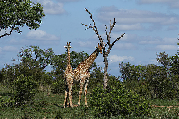 At Sabi Sand
