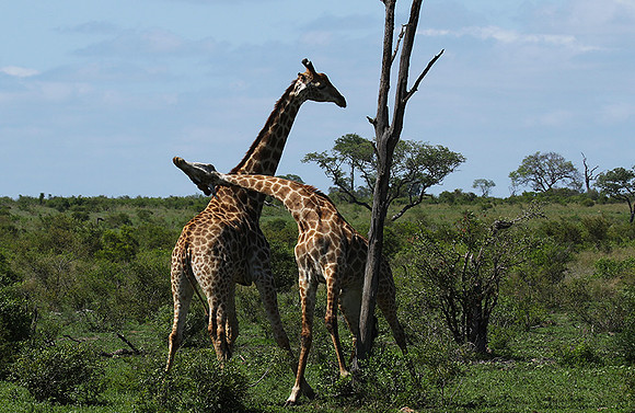 At Sabi Sand
