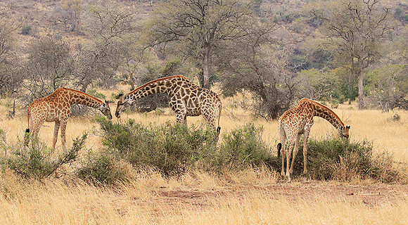 At Kruger NP