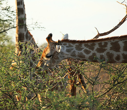 At Madikwe game reserve