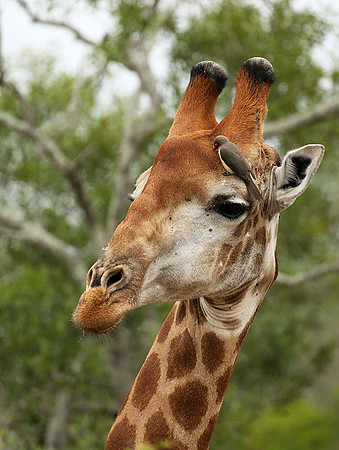 At Mala Mala game reserve