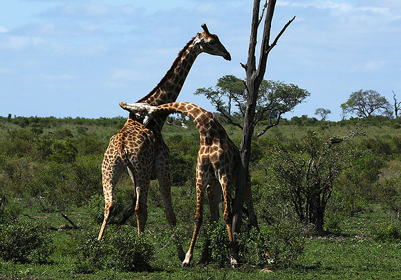 At Sabi Sand