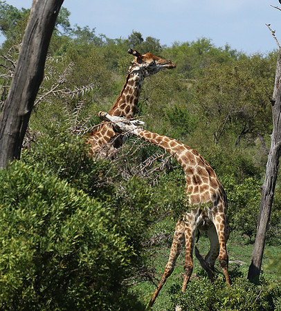 At Sabi Sand