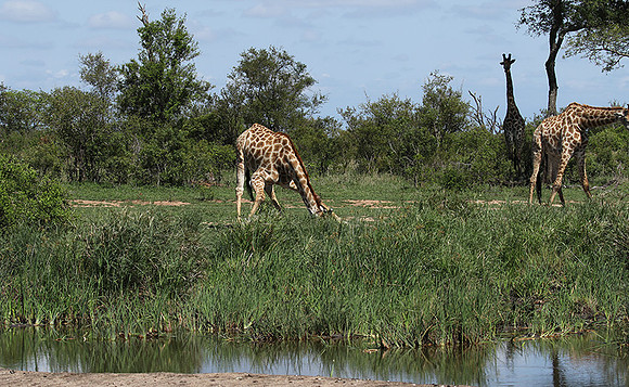 At Sabi Sand