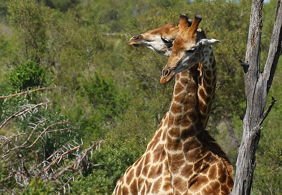 At Sabi Sand