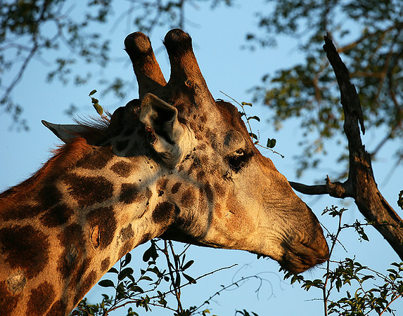 At Mala Mala game reserve