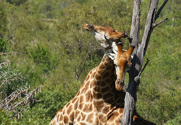 At Sabi Sand