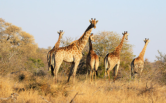At Timbavati game reserve