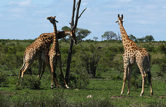 At Sabi Sand
