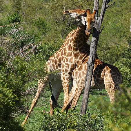 At Sabi Sand