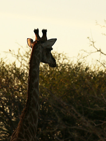 At Madikwe game reserve