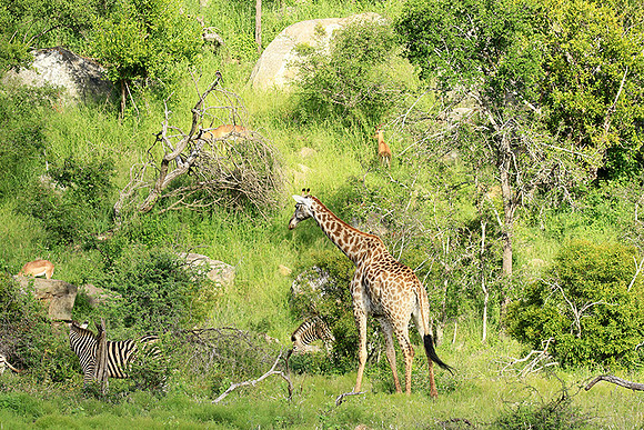 At Londolozi