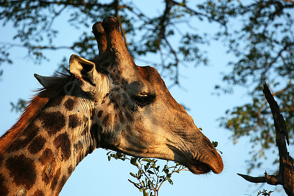 At Mala Mala game reserve