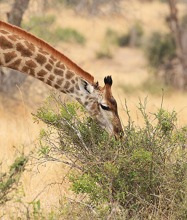 At Kruger NP