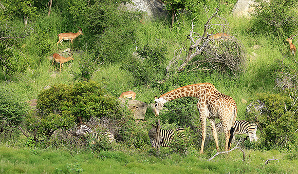 At Londolozi