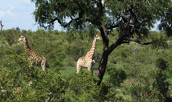 At Sabi Sand