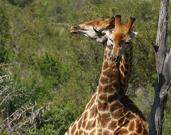 At Sabi Sand