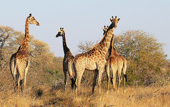 At Timbavati game reserve