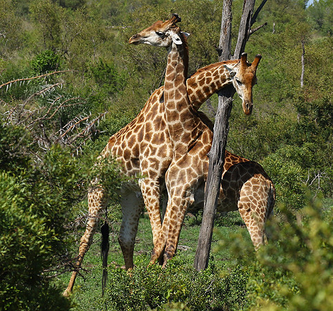 At Sabi Sand