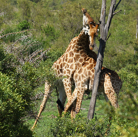 At Sabi Sand