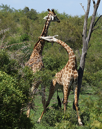 At Sabi Sand