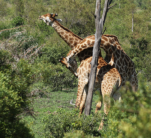 At Sabi Sand