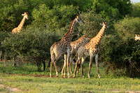 At Lion Sands
