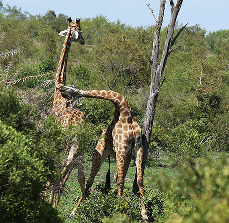 At Sabi Sand