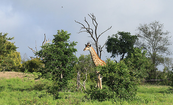 At Londolozi