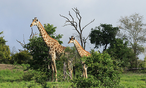At Londolozi