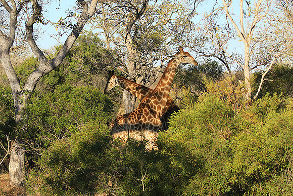 At Timbavati game reserve